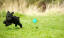 Un petit caniche noir bondissant dans l'herbe après sa balle.
