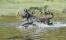 Un chien de berger picard adulte en bonne santé courant dans l'eau