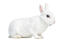 Un lapin mini rex avec une magnifique fourrure blanche épaisse