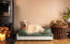 Un grand chien blanc sur un lit traversin en mousse à mémoire de forme vert moyen dans un salon Un grand chien blanc sur un lit traversin en mousse à mémoire de forme vert moyen dans un salon
