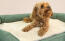 Un petit chien brun sur un lit à traversin en mousse à mémoire de forme vert avec une couverture en peluche crème dessus Un petit chien brun sur un lit à traversin en mousse à mémoire de forme vert avec une couverture en peluche crème dessus