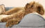 Un petit chien brun dormant sur un lit à traversin gris avec une couverture en peluche crème dessus