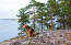 Un terrier airedale mature appréciant un repos sur les rochers