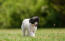 Un adorable petit chiot chinois à crête, qui se promène dans l'herbe.