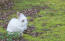 Un lapinGora avec un incroyable pelage blanc et des oreilles duveteuses