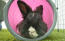 Lapin dans le tunnel de jeu Zippi