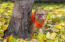 Un beau petit griffon de bruxelles qui passe sa tête autour d'un arbre