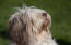 Gros plan sur le magnifique petit nez d'un chien de berger polonais des plaines