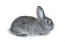 Lapin chinchilla sur fond blanc