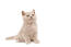 Chaton british shorthair colourpoint assis sur un fond blanc