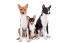 Une famille de trois adorables basenjis