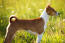 Une magnifique femelle basenji, montrant son puissant physique