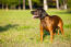 Un puissant chien de montagne bavarois sur l'herbe