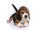 Un magnifique chiot beagle qui essaie de rester tranquille