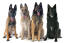 Les quatre types de chiens de berger belges (groenendael, laekenois, malinois, tervueren)