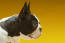 Un gros plan du nez court typique du boston terrier et de ses grands yeux et oreilles
