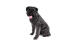 Un adorable bouvier des flandres assis