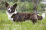Un cardigan welsh corgi brun et blanc, en bonne santé, se tenant droit dans l'herbe.