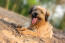 Un chien de berger catalan en bonne santé, au poil mi-long, couché et se reposant