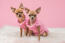Deux GorGeous chihuahuas habillés en rose