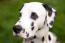 Un gros plan sur les incroyables grands yeux d'un dalmatien