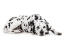 Un dalmatien adulte avec un beau poil épais tacheté