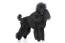 Un caniche miniature adulte de couleur noire avec un beau pelage traditionnel de type caniche
