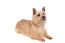 Un norwich terrier adulte en bonne santé avec un beau pelage épais