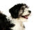 Gros plan sur l'incroyable pelage doux d'un chien de berger polonais des plaines