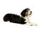 Un adorable chien de berger polonais de plaine noir et blanc