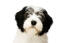 L'adorable visage duveteux d'un chien de berger polonais des plaines avec un nez noir en bouton