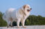 Un chien de montagne pyrénéen adulte, fort et en bonne santé, qui se tient bien droit