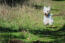 Un jeune west highland terrier en bonne santé bondissant dans l'herbe