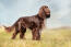 Field-spaniel-outside