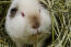 Un cochon d'inde en peluche blanc avec de jolis petits yeux rouges