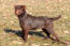 Patterdale-terrier-brun
