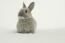 Un adorable petit lapin nain des pays-bas à la douce fourrure grise