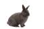 Un lapin viennois avec une belle fourrure anthracite