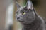 Un chat korat alerte avec de grandes oreilles
