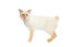 Chat mekong bobtail colourpoint sur fond blanc