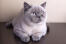 Chat british shorthair colourpoint couché