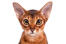 Un gros plan d'un magnifique chaton abyssin avec des yeux lden Go