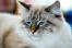 Un joli chat ragamuffin avec de beaux yeux bleus