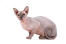 Un jeune chat sphynx alerte