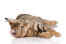 Un toyger est un chat domestique conçu pour ressembler à un tigre