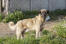 Un beau chien de berger d'anatolie, montrant son corps magnifique et fort