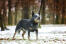 Un magnifique chien de berger australien, se tenant droit avec ses oreilles dressées