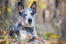 Gros plan sur les belles oreilles pointues d'un chien de berger australien