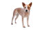 Un jeune chien de berger australien brun et blanc