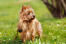 Un adorable terrier australien au pelage roux et souple